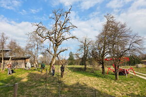 Workshop Altbirnbaum-Schnitt, 23.03.2026, Anthering, Salzburg