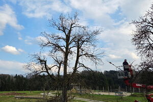 Workshop Altbirnbaum-Schnitt, 23.03.2026, Anthering, Salzburg