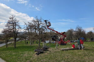 Workshop Altbirnbaum-Schnitt, 23.03.2026, Anthering, Salzburg