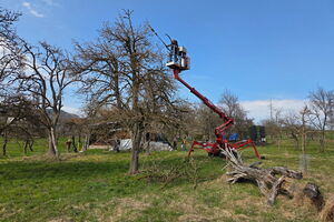 Workshop Altbirnbaum-Schnitt, 23.03.2026, Anthering, Salzburg