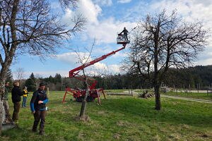 Workshop Altbirnbaum-Schnitt, 23.03.2026, Anthering, Salzburg